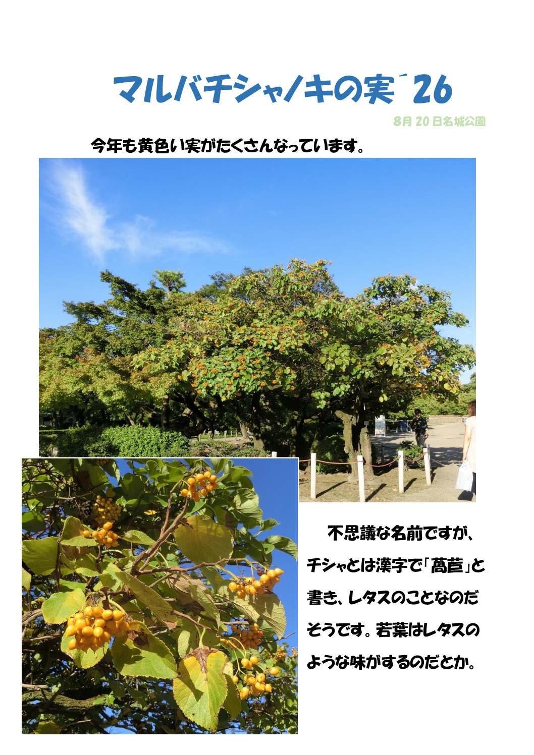 マルバチシャノキのサムネイル