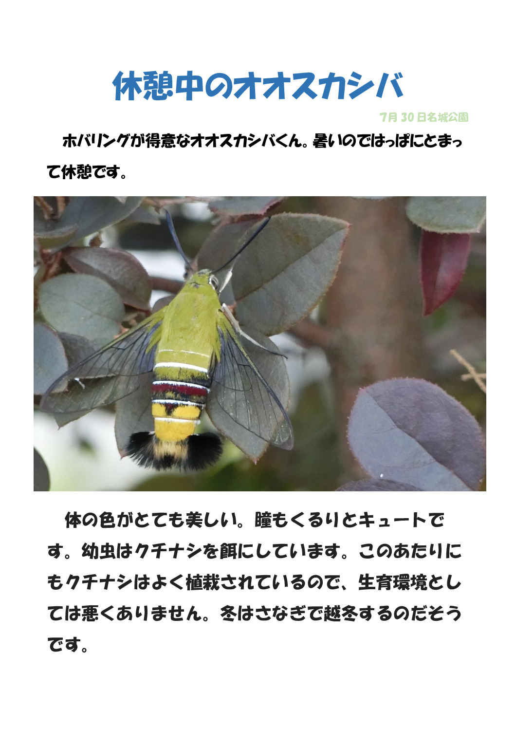 オオスカシバのサムネイル