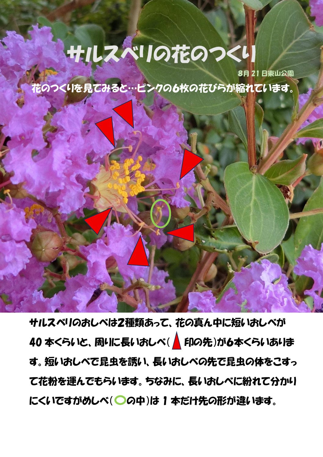 百日紅の花のつくりのサムネイル