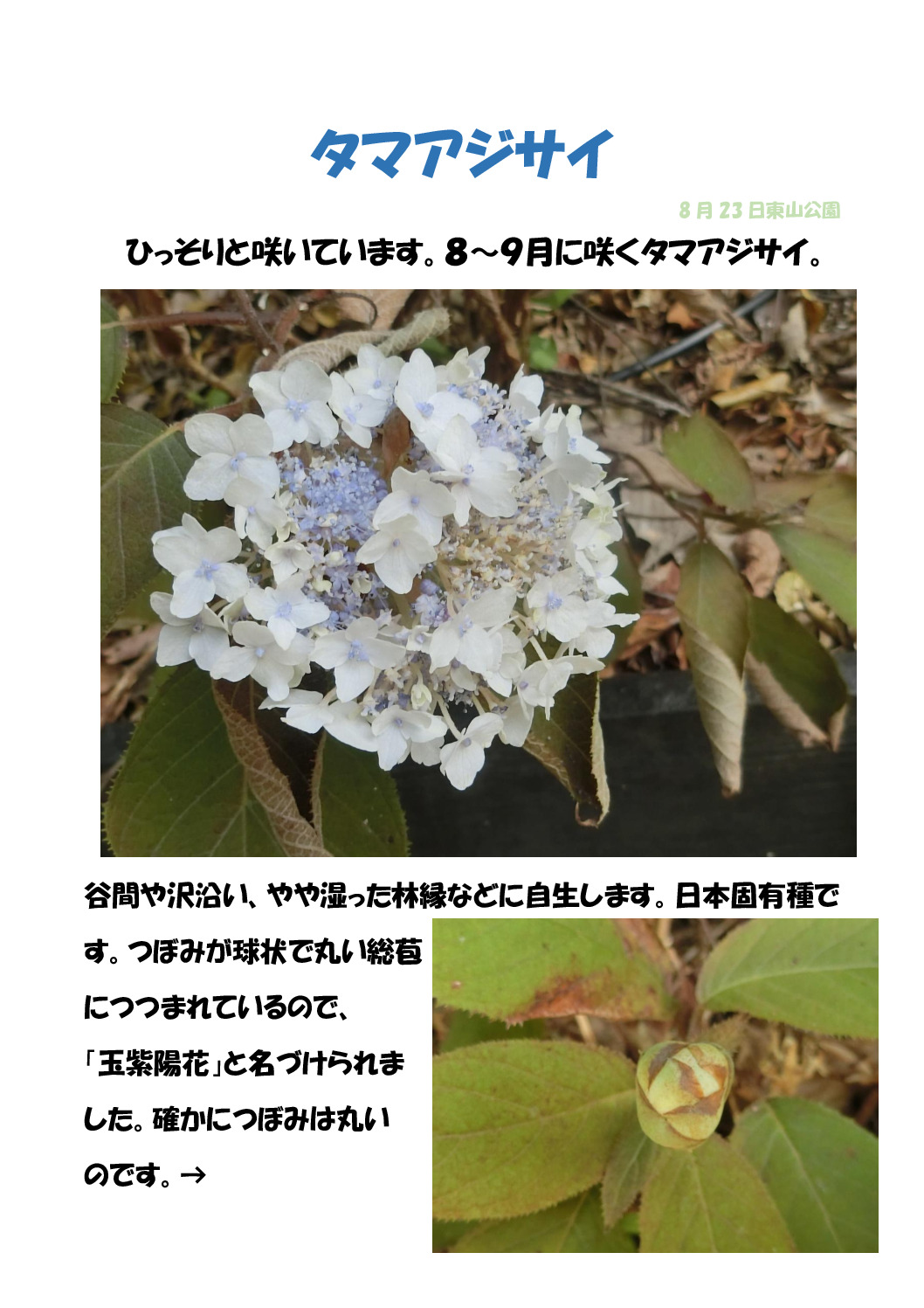 タマアジサイ２のサムネイル