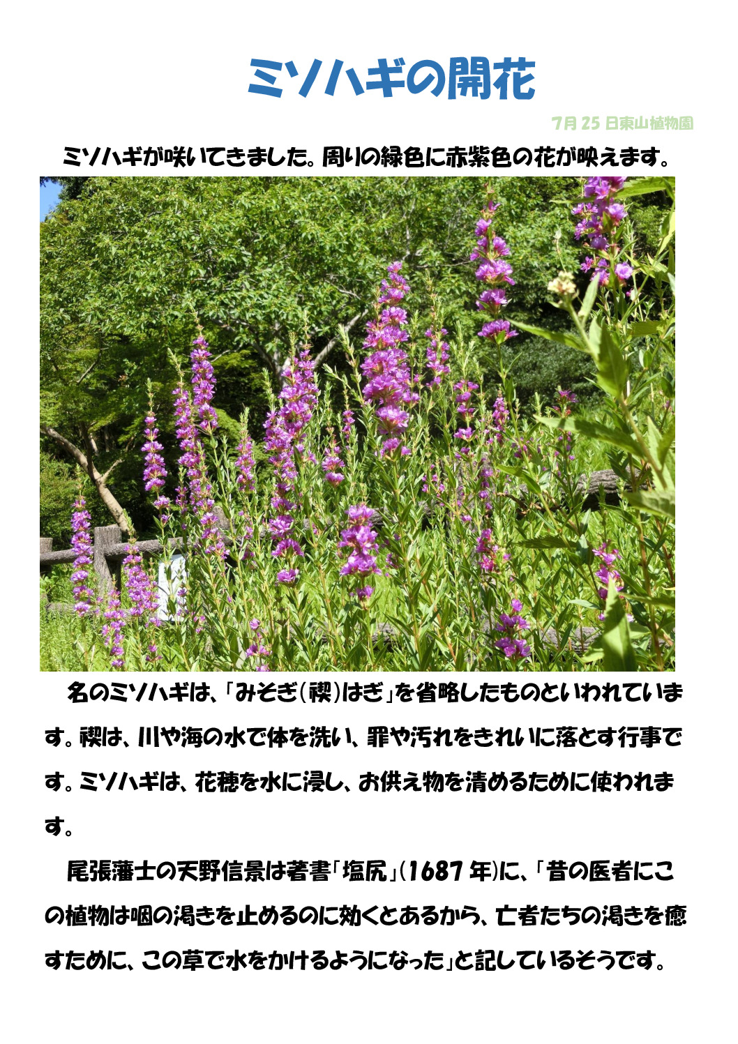 ミソハギのサムネイル