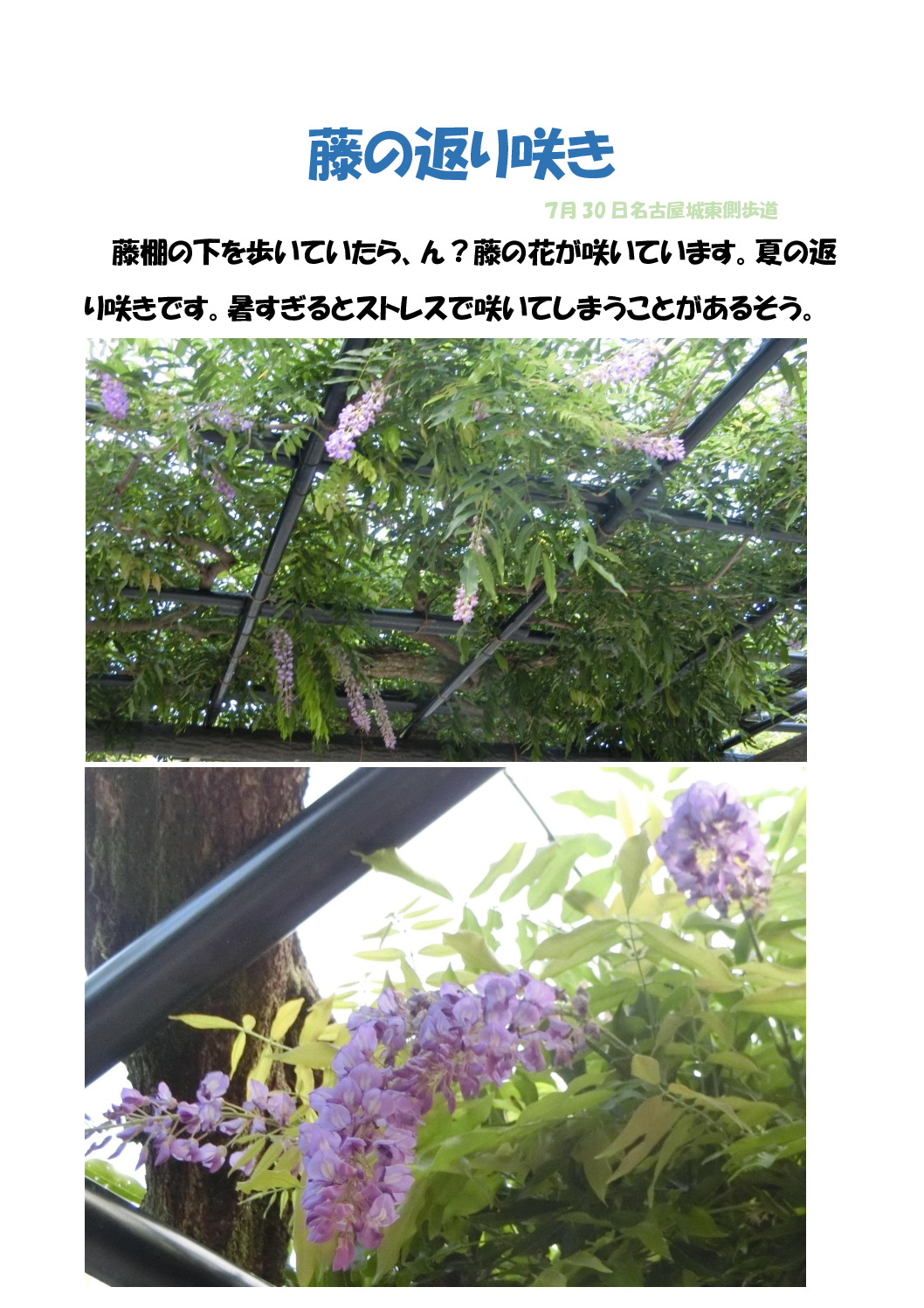 藤のサムネイル