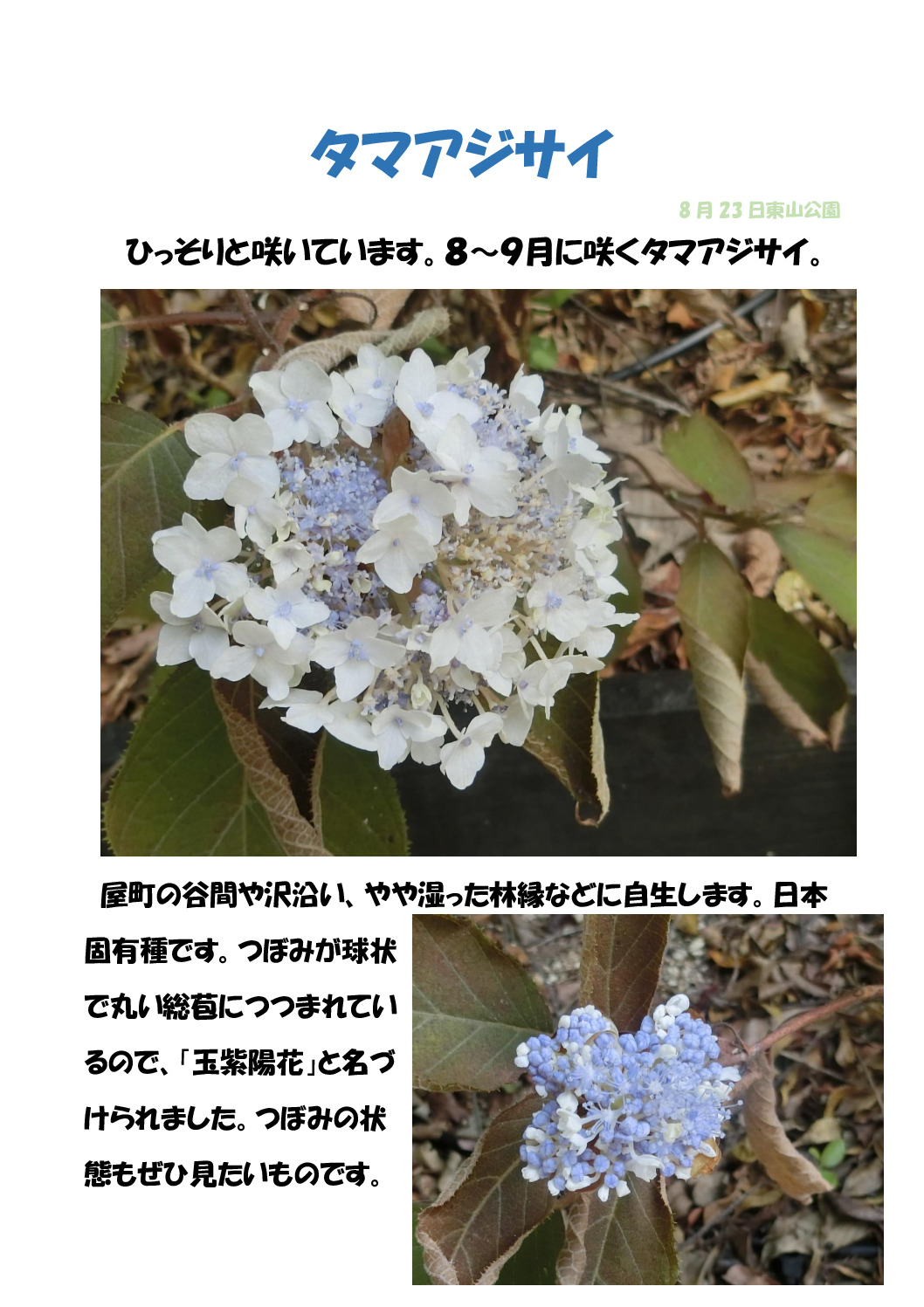 タマアジサイのサムネイル