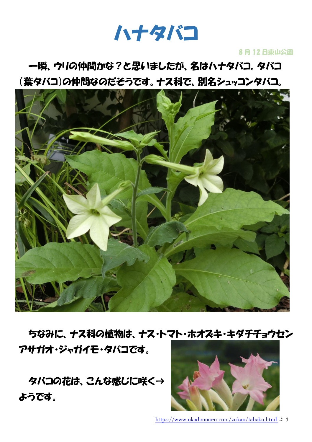 ハナタバコのサムネイル