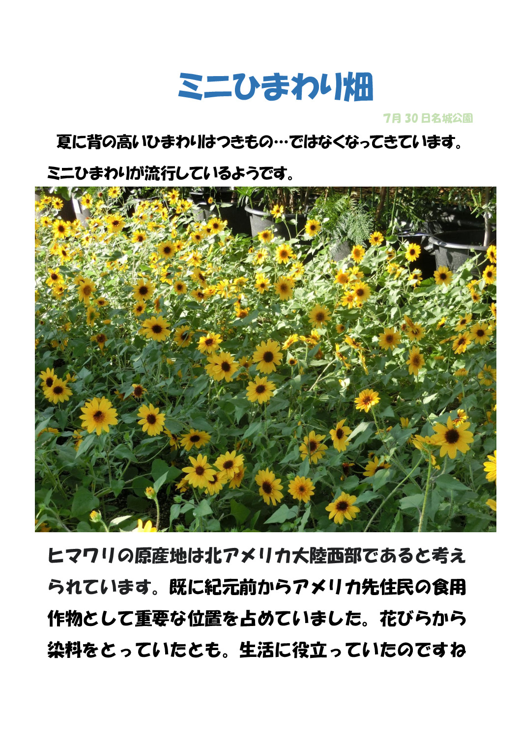 ミニひまわり畑のサムネイル