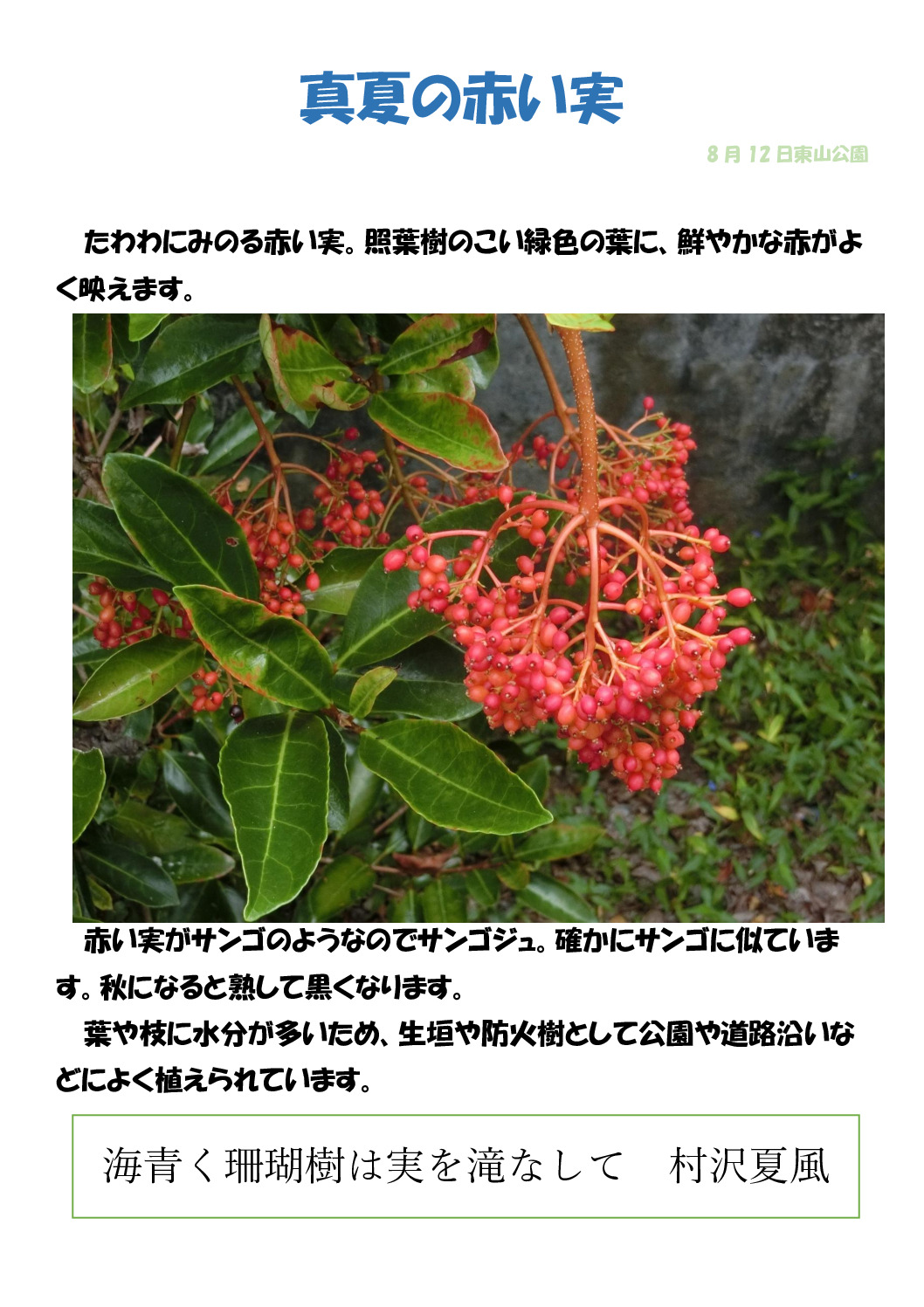 サンゴジュのサムネイル