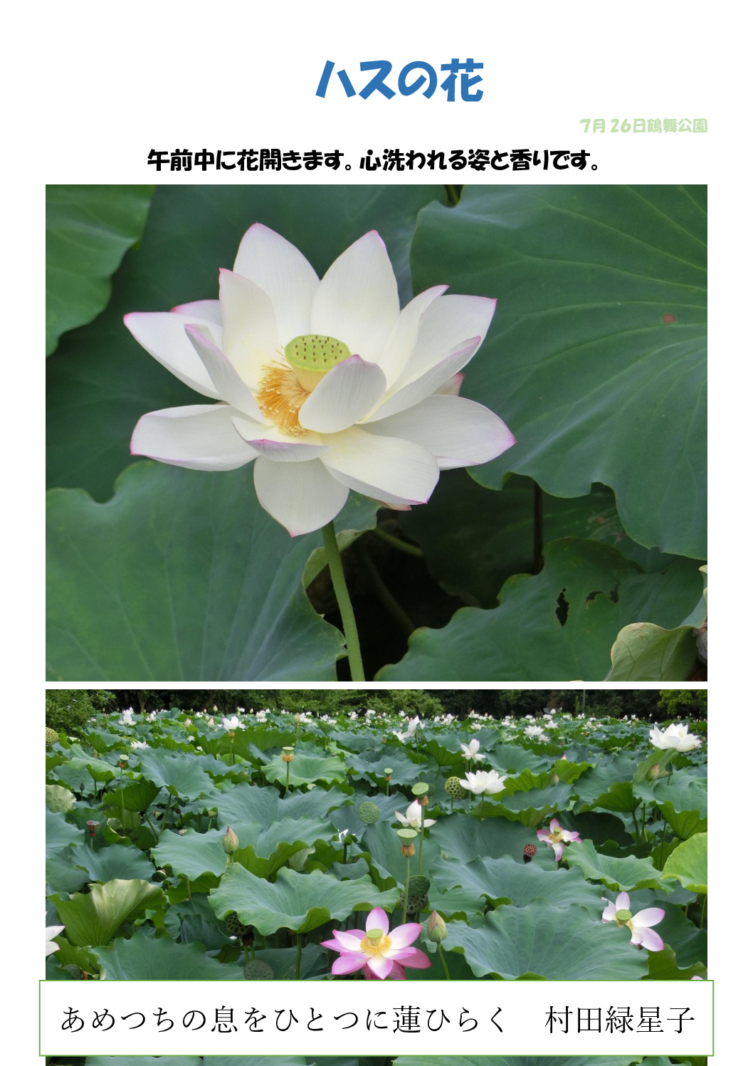 ハスの花のサムネイル