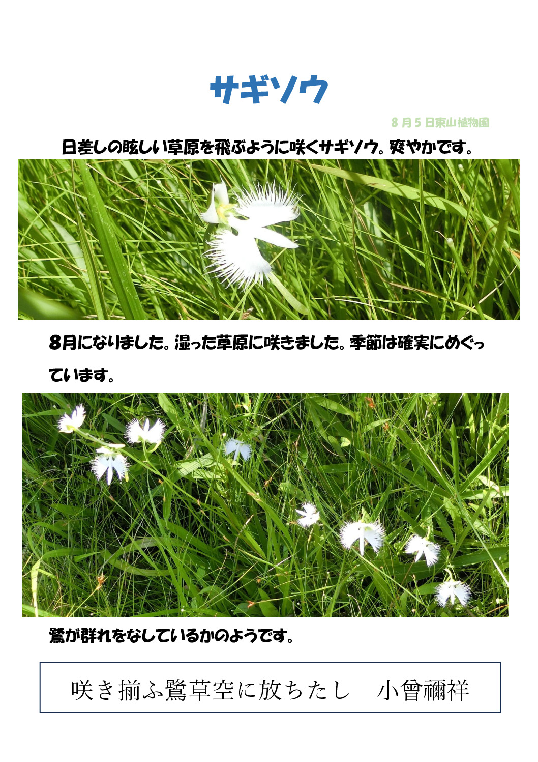 鷺草のサムネイル