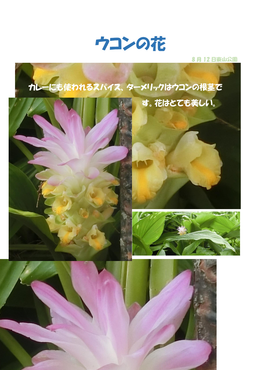 ウコンの花のサムネイル