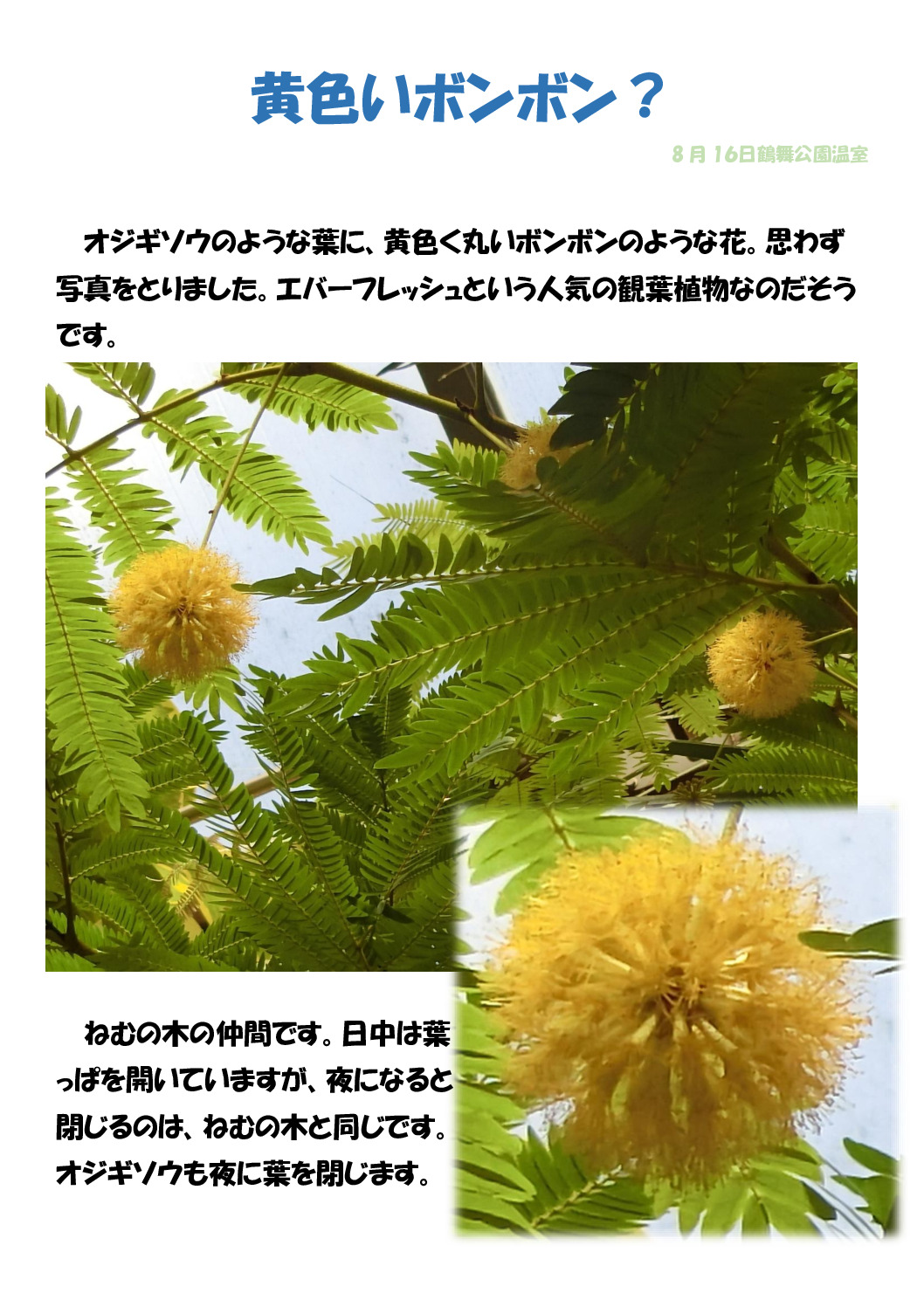 ボンボン？のサムネイル