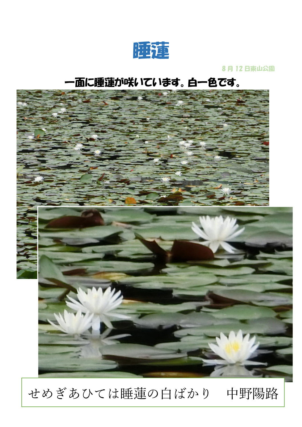 睡蓮のサムネイル