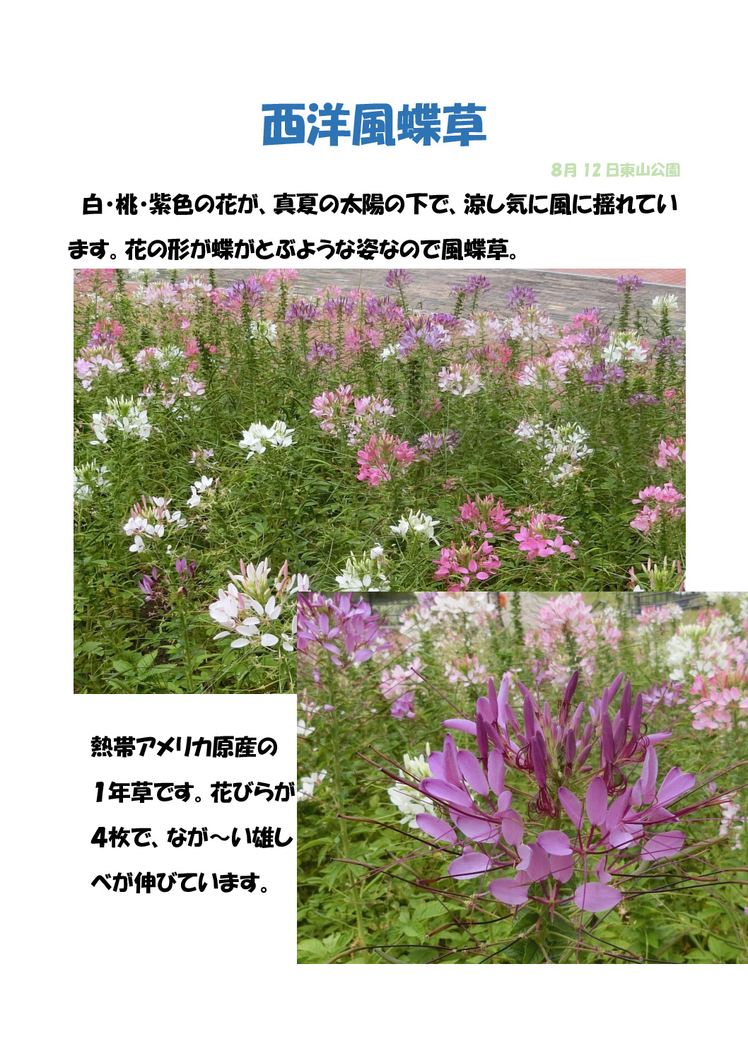 西洋風蝶草のサムネイル