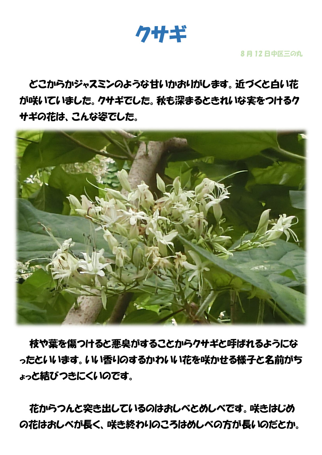 クサギのサムネイル