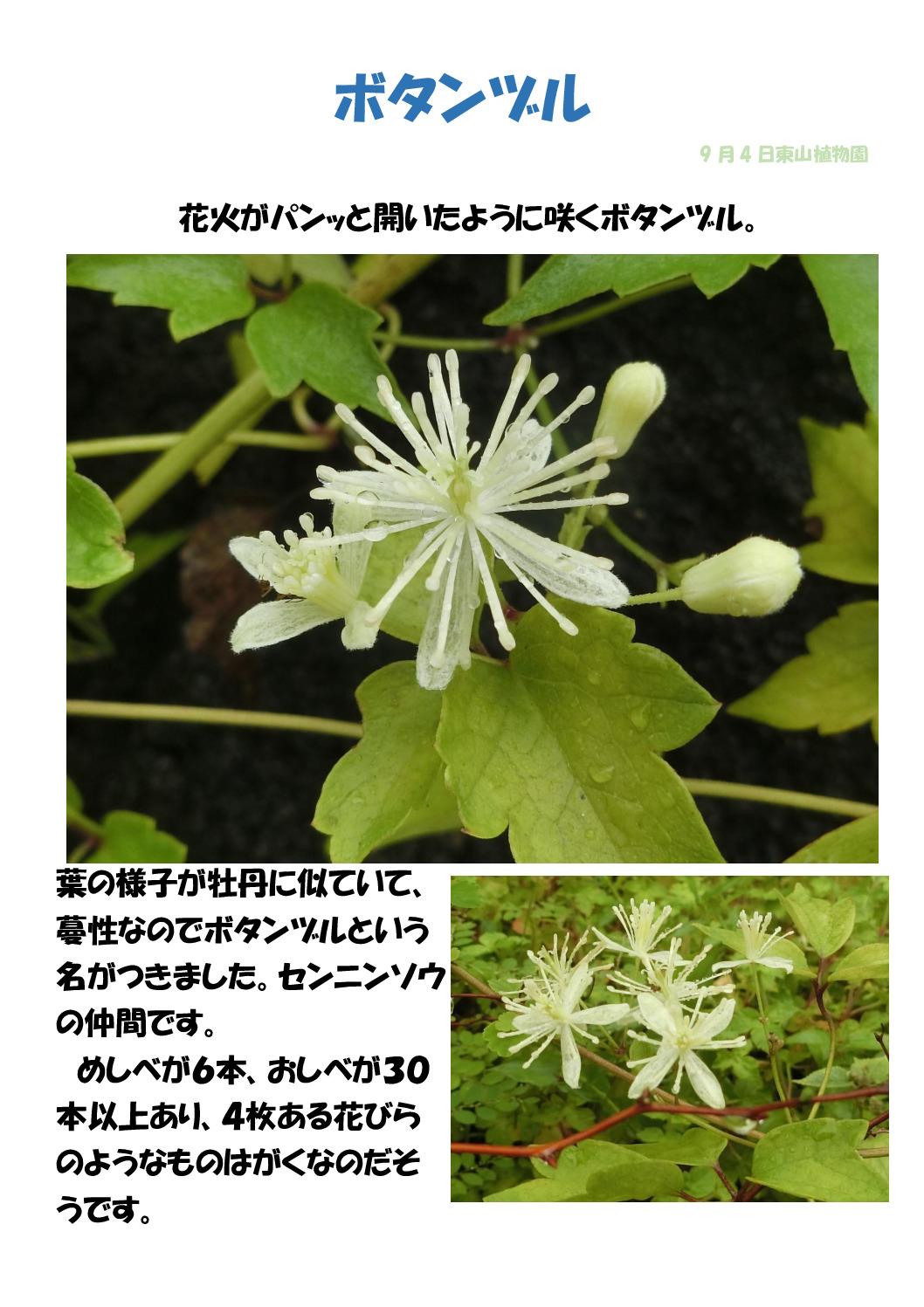 ボタンヅルのサムネイル