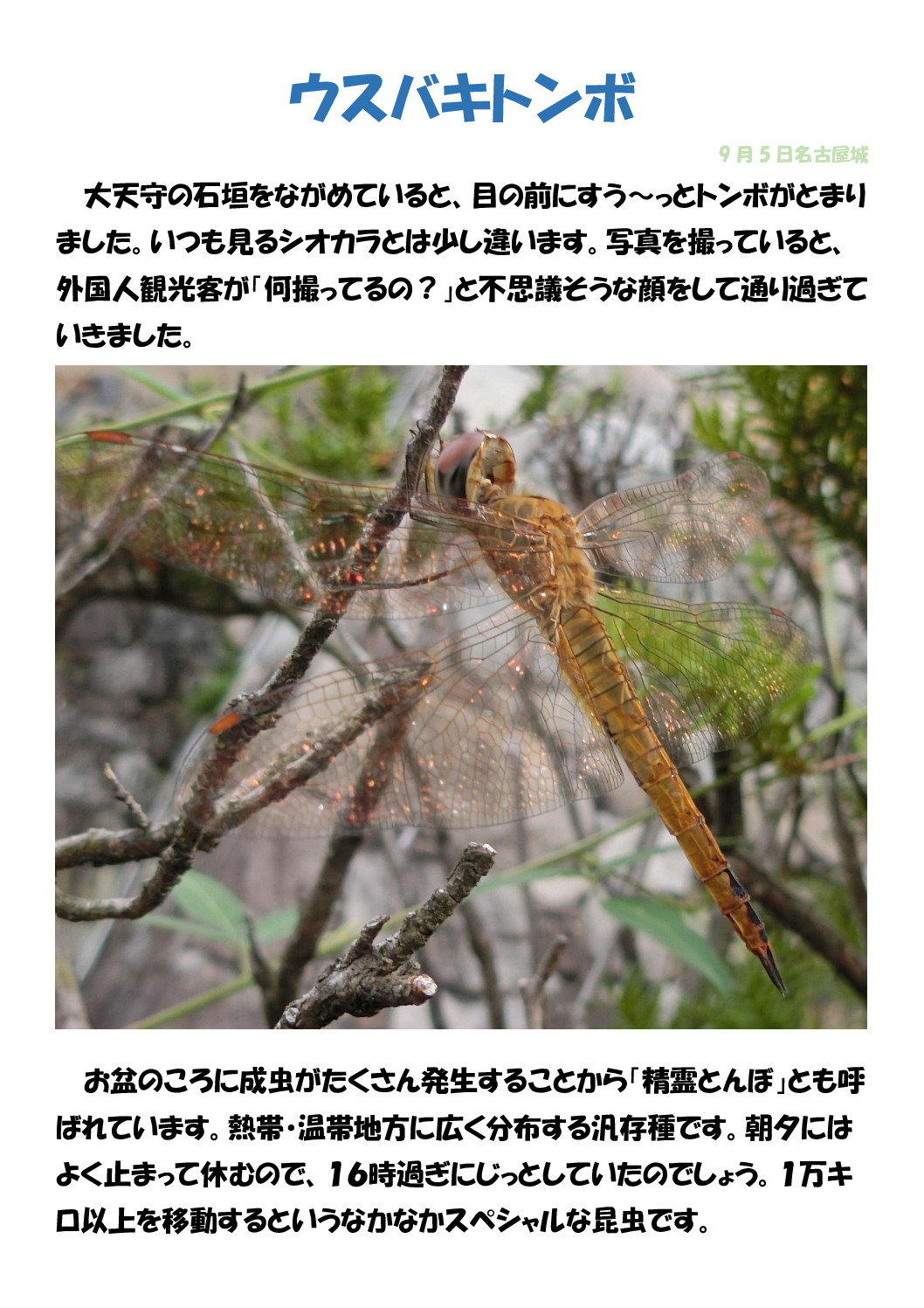 ウスバキトンボのサムネイル