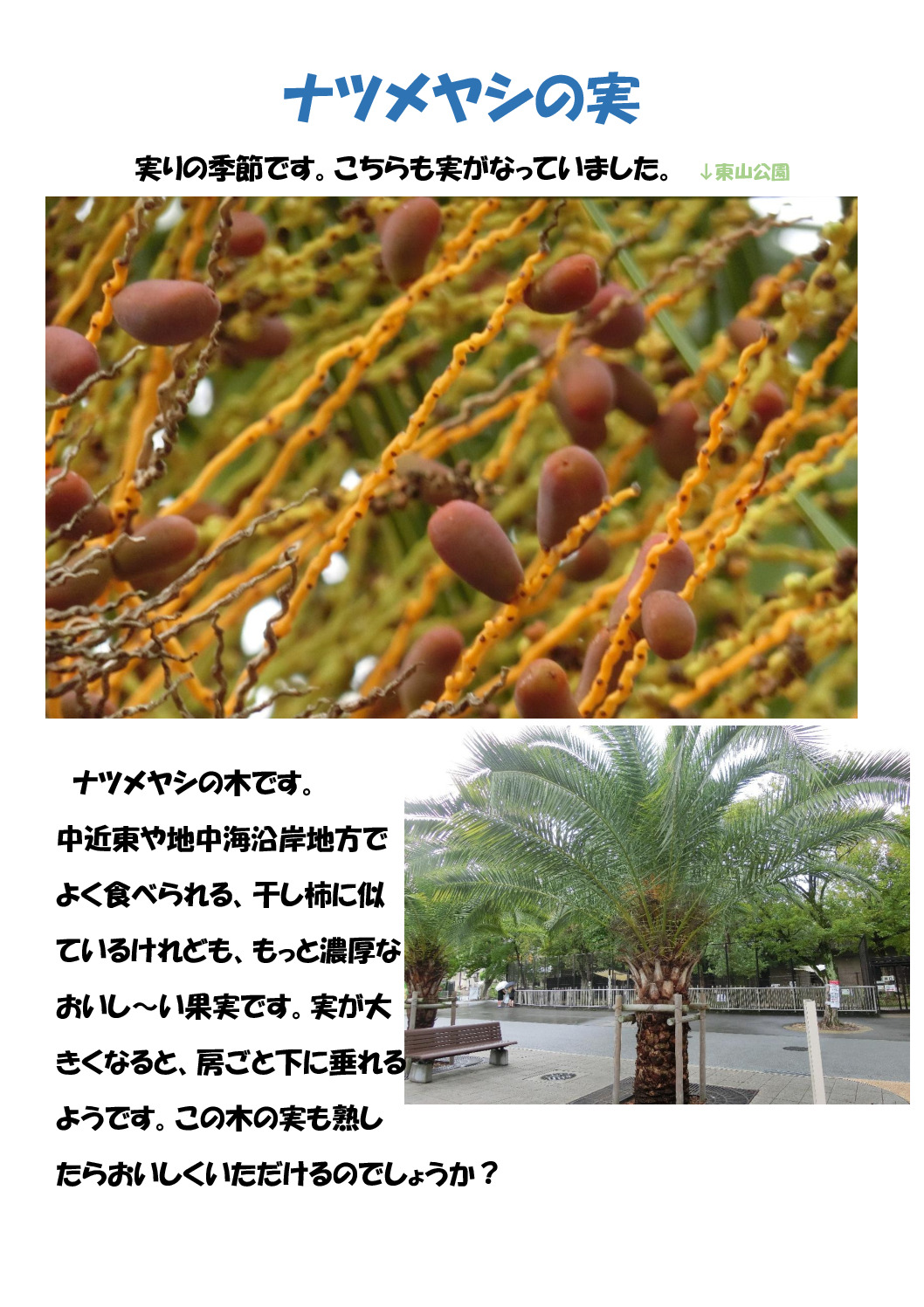 ナツメヤシのサムネイル