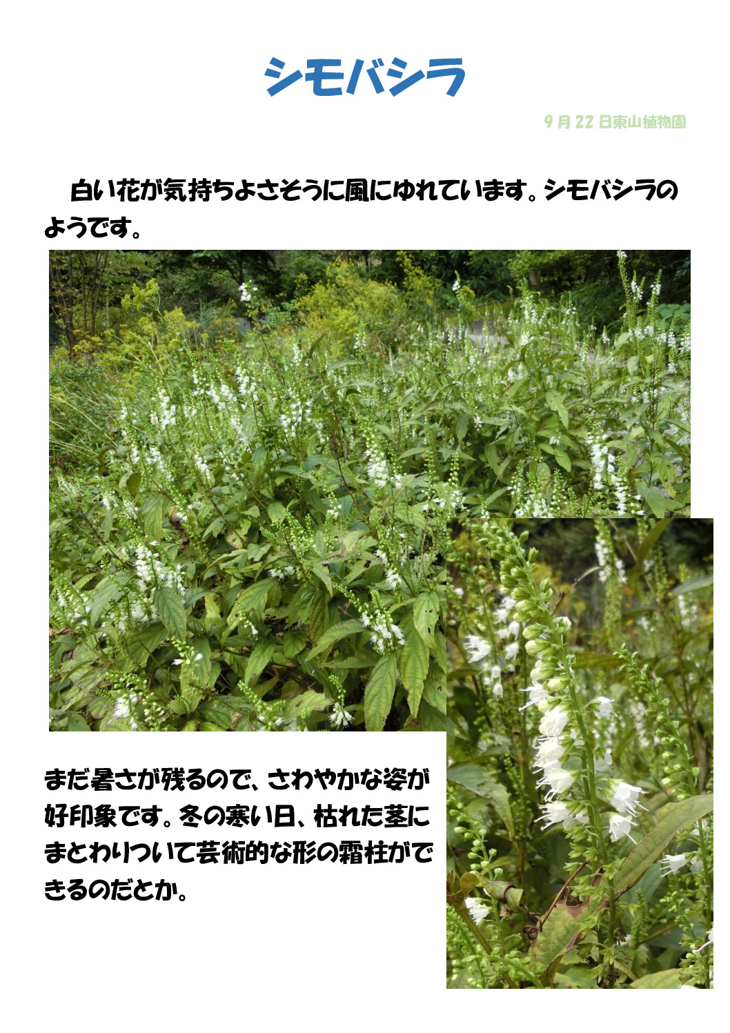 霜柱のサムネイル