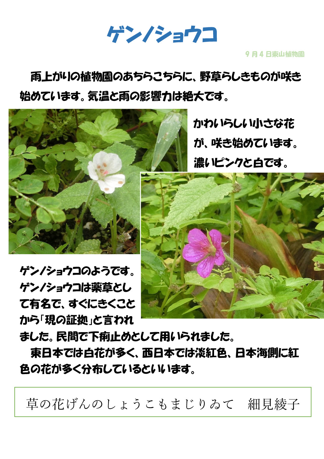 ゲンノショウコのサムネイル