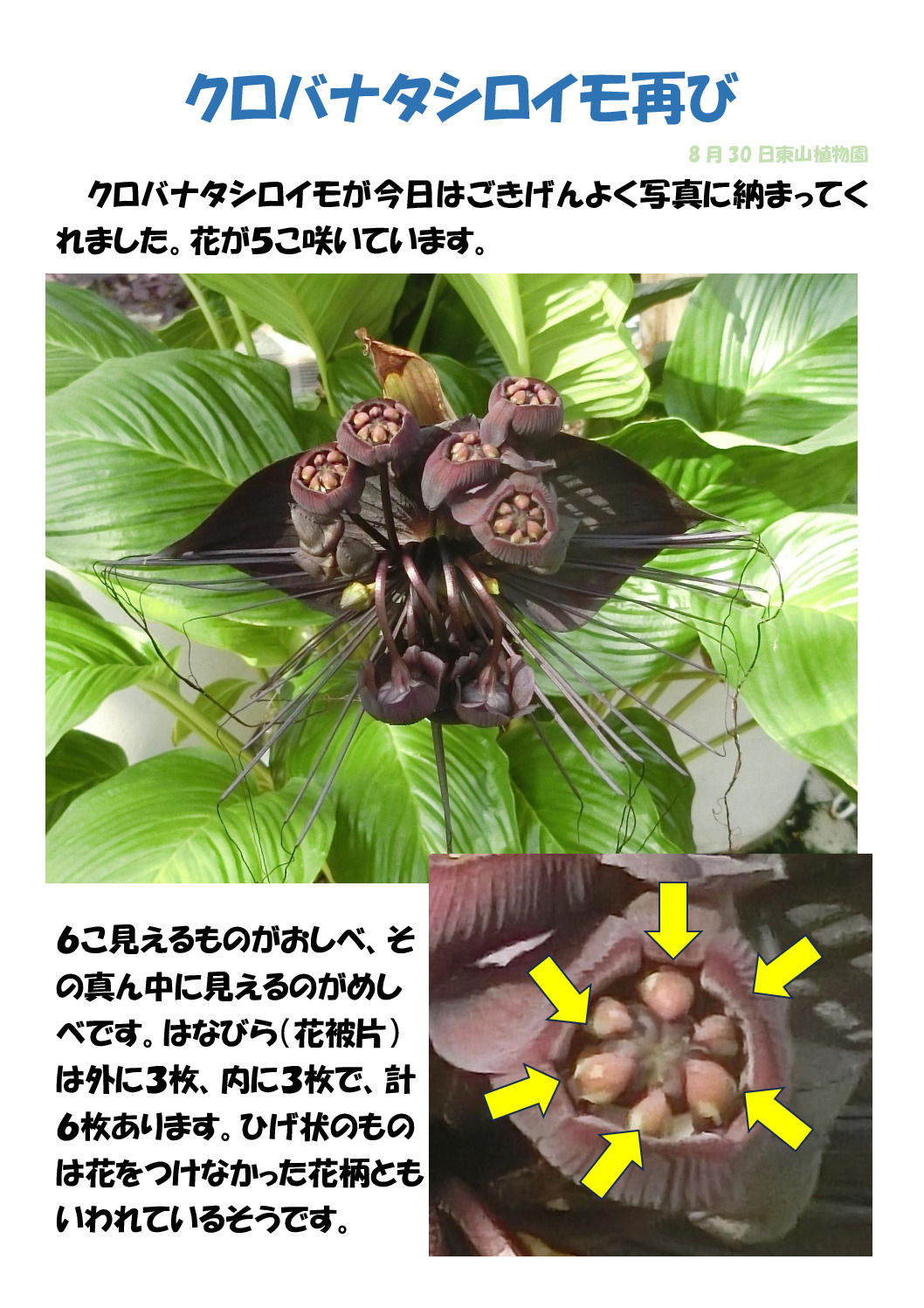クロバナタシロイモ再びのサムネイル