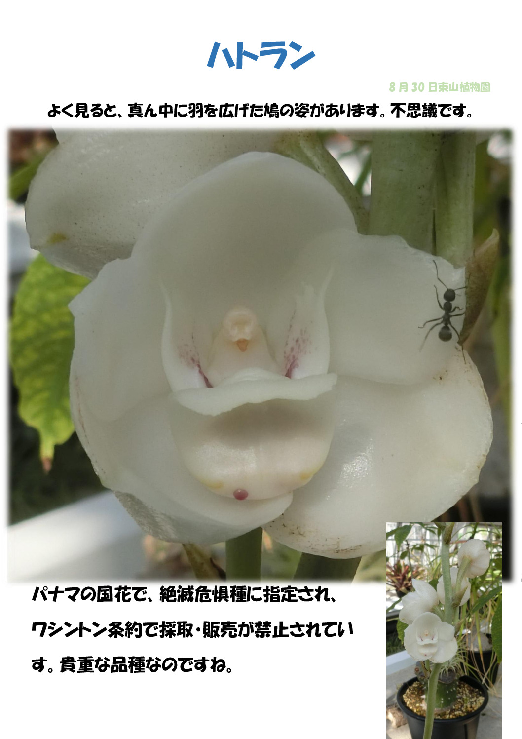 ハトランのサムネイル