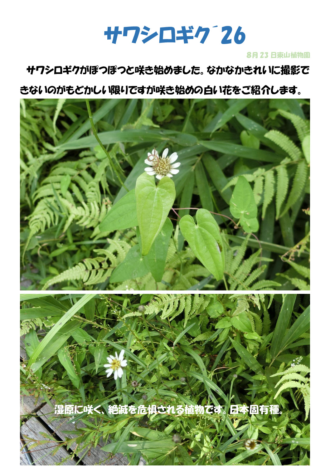サワシロのサムネイル