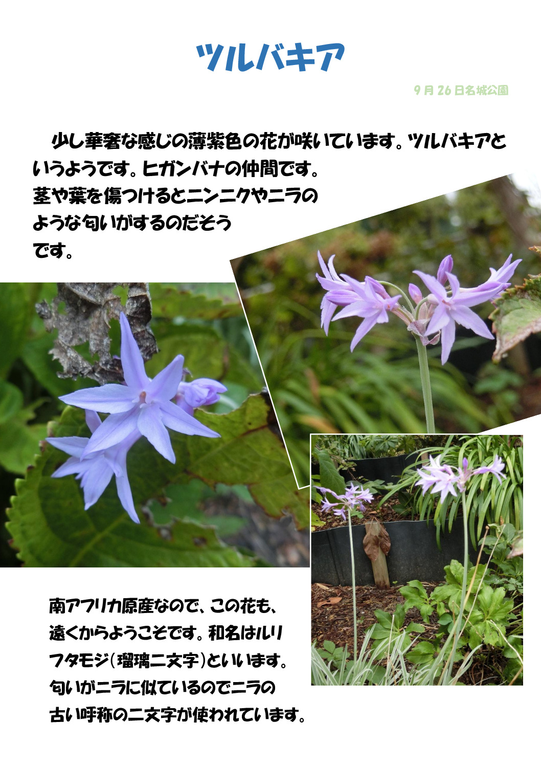 ツルバキアのサムネイル