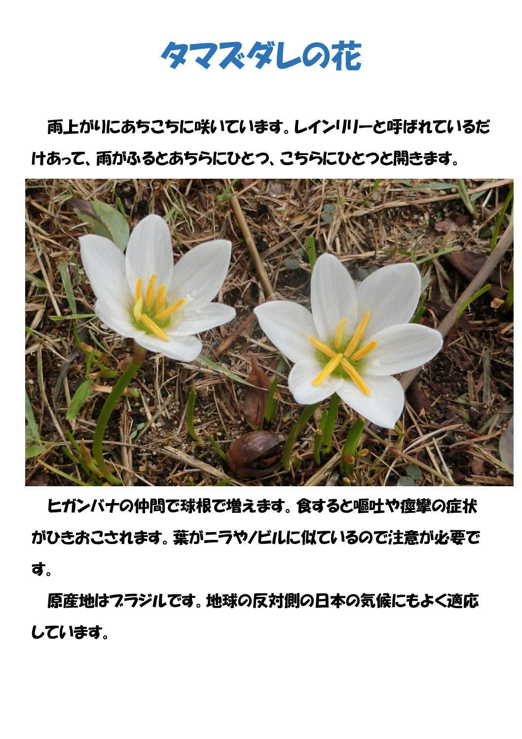 タマスダレのサムネイル