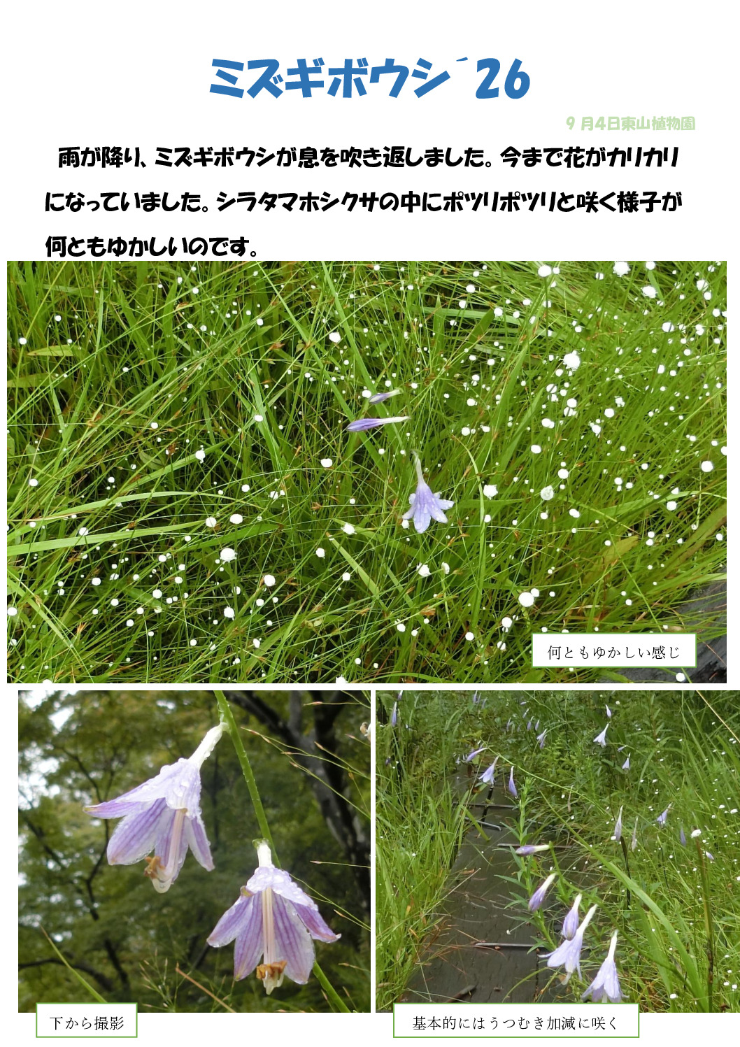 ミズギボウシ´26のサムネイル