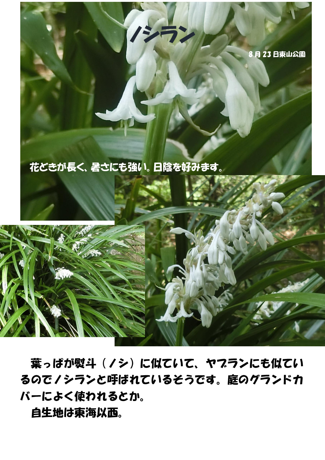 ノシランのサムネイル