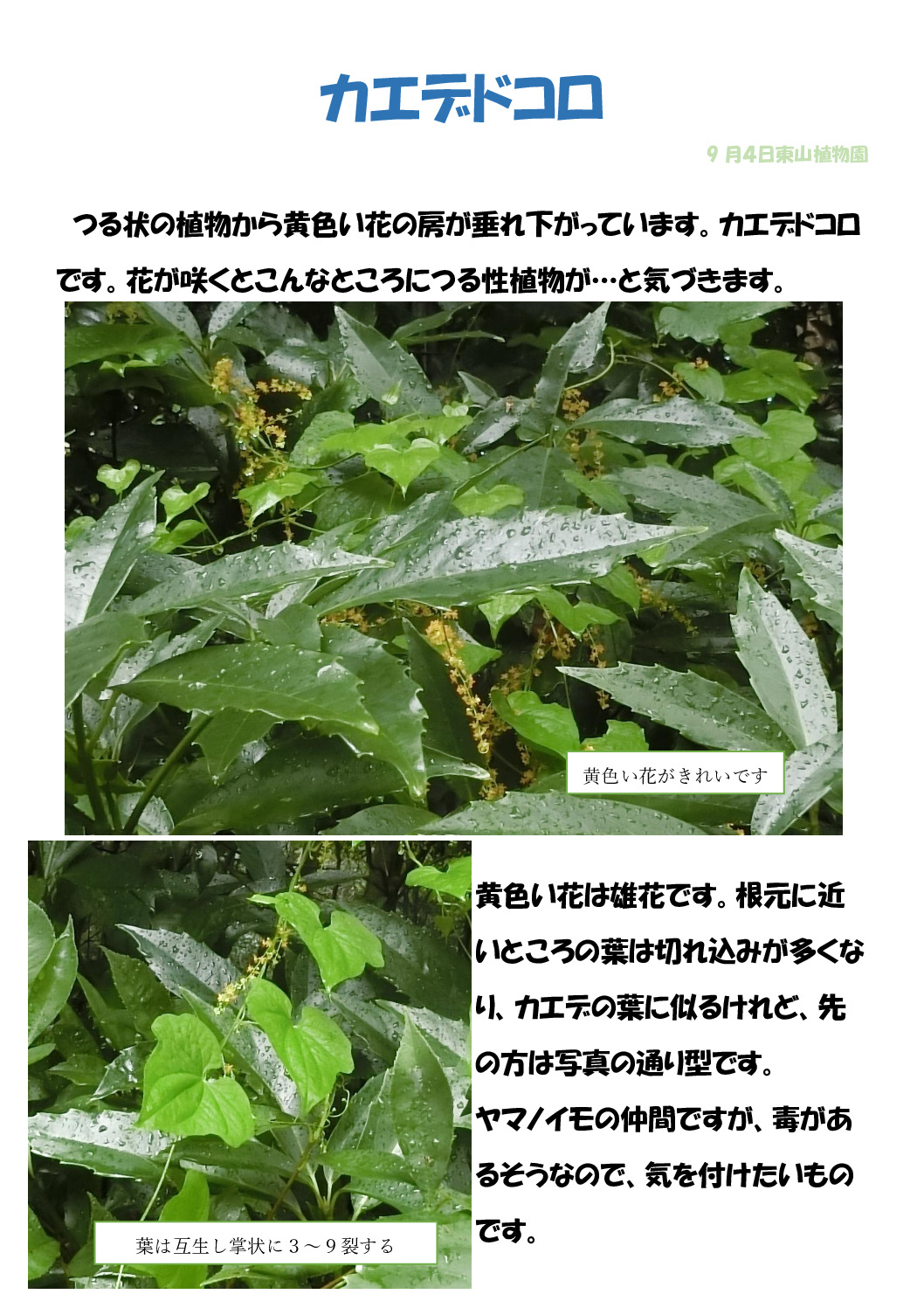 カエデドコロのサムネイル