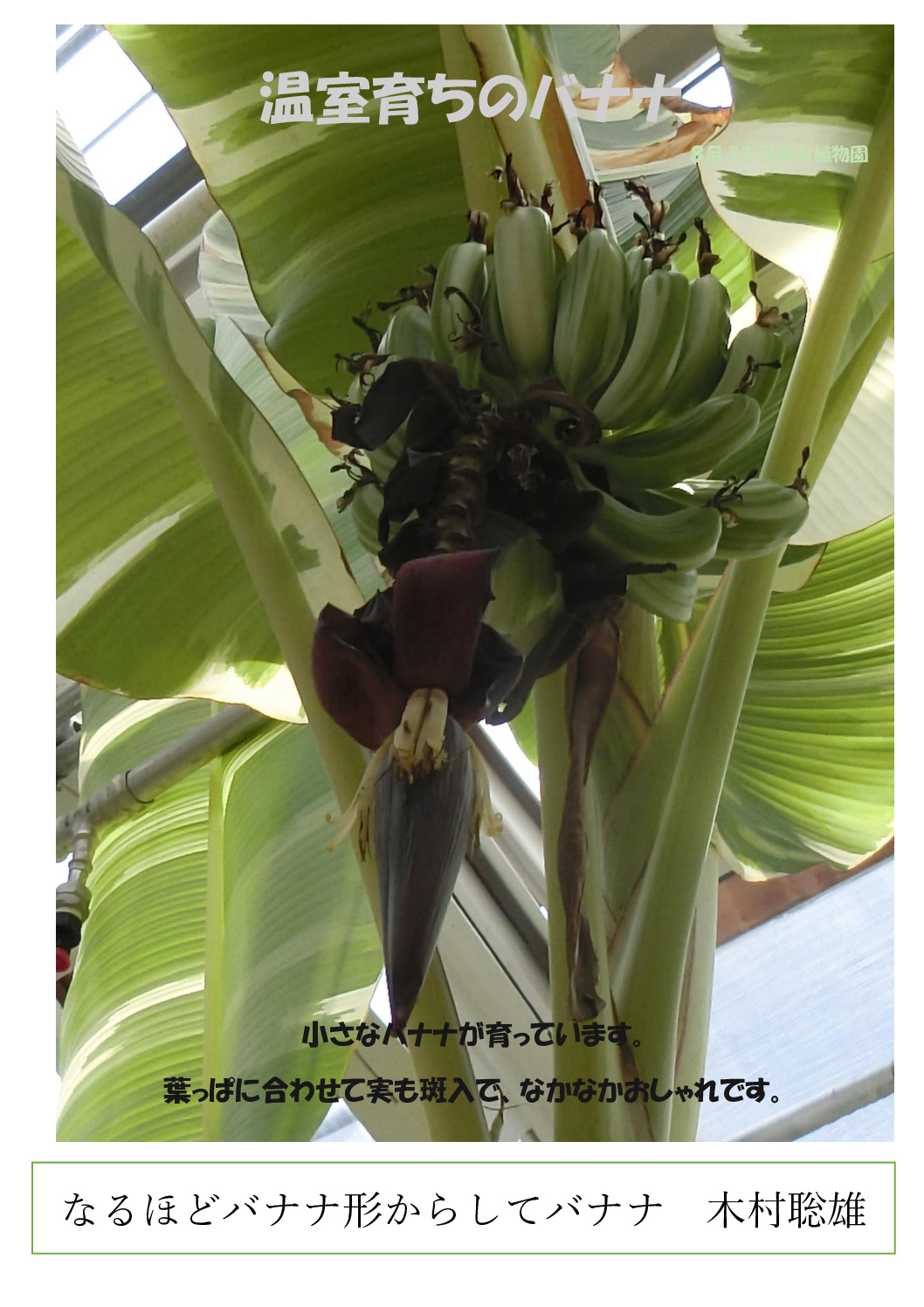バナナのサムネイル