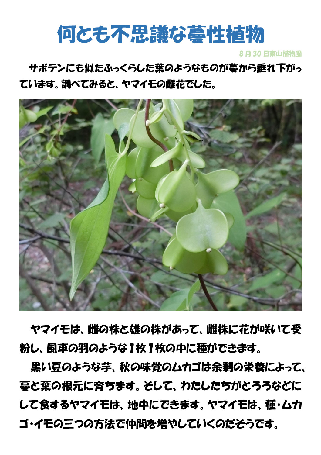 山芋のサムネイル