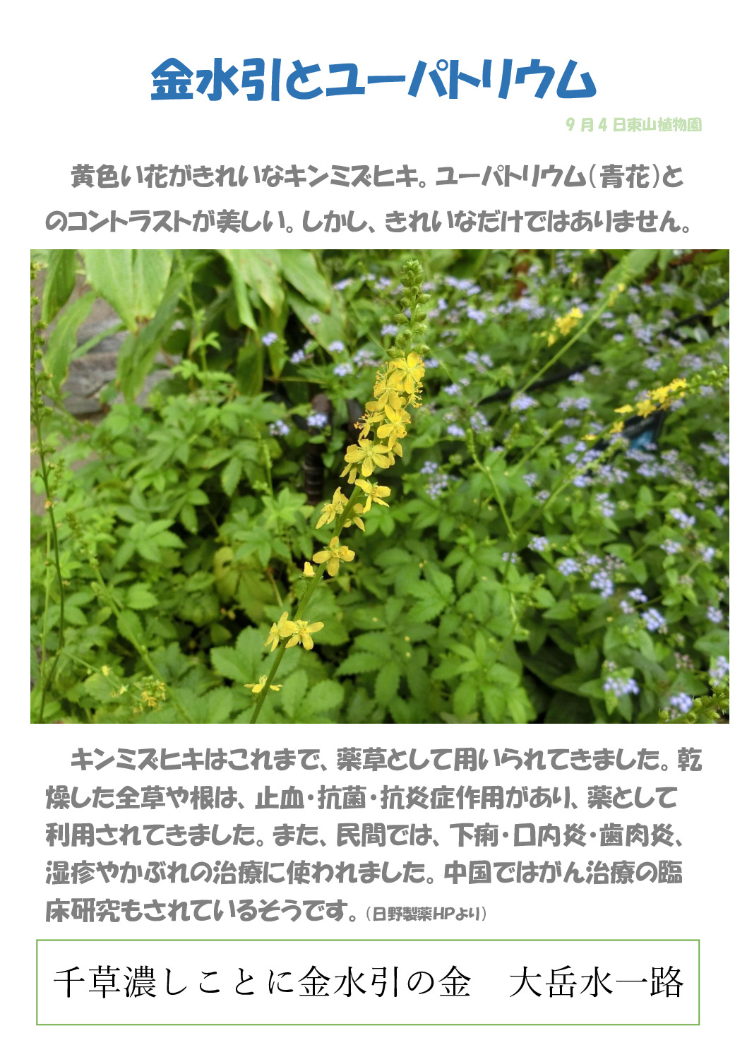 キンミズヒキのサムネイル