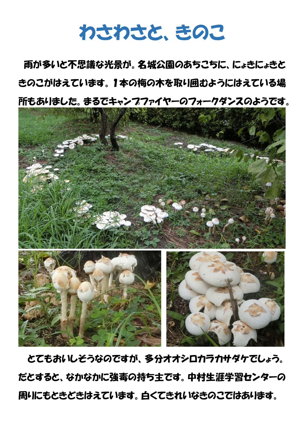 わさわさときのこのサムネイル