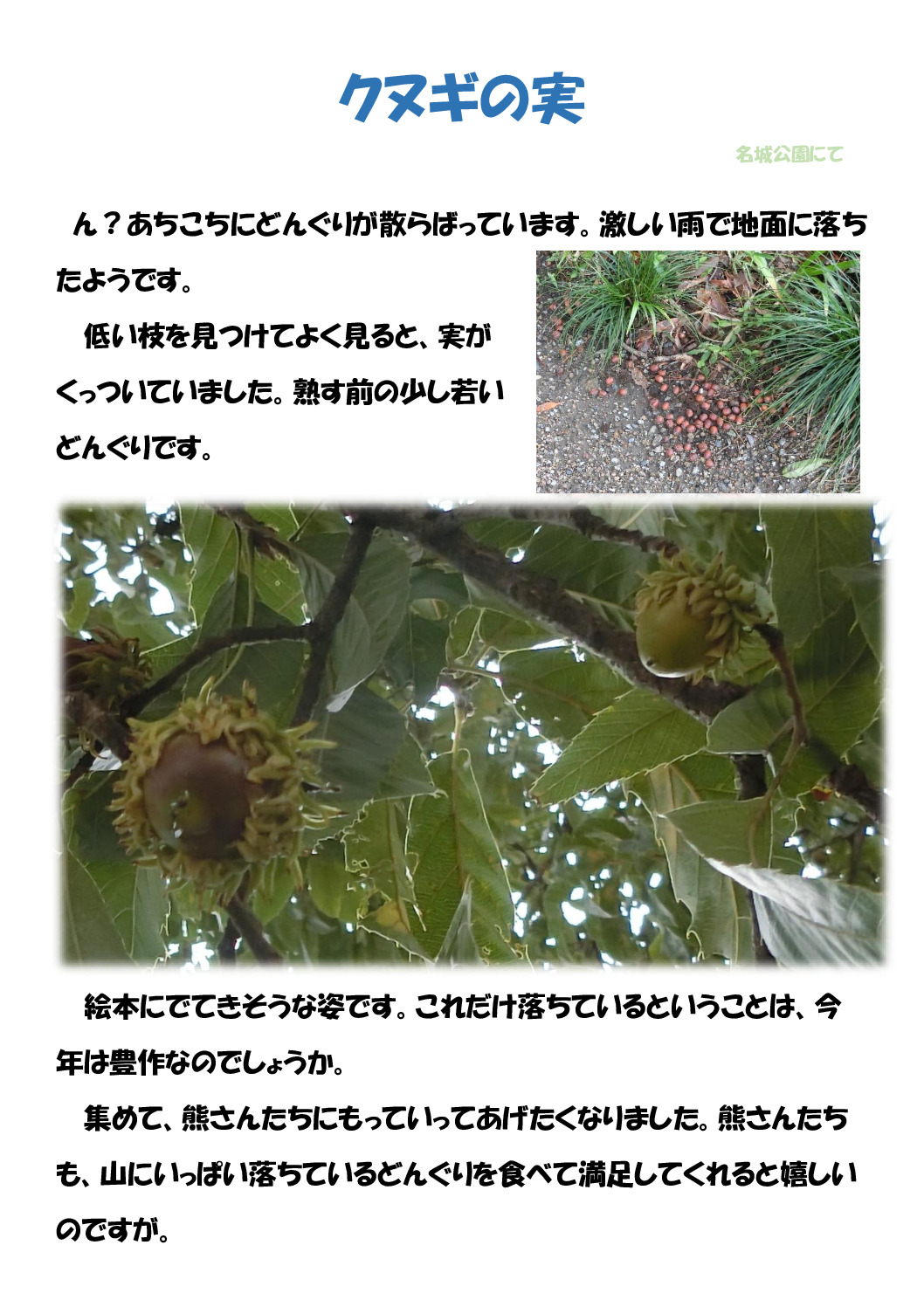 クヌギノミのサムネイル