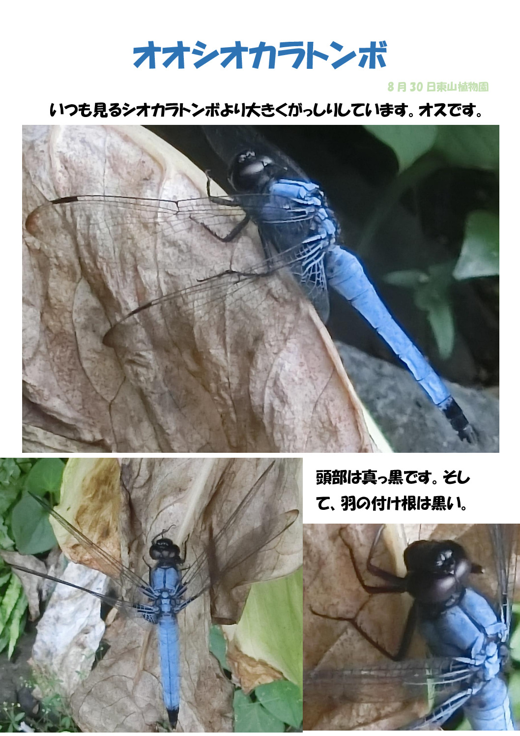 オオシオカラトンボのサムネイル