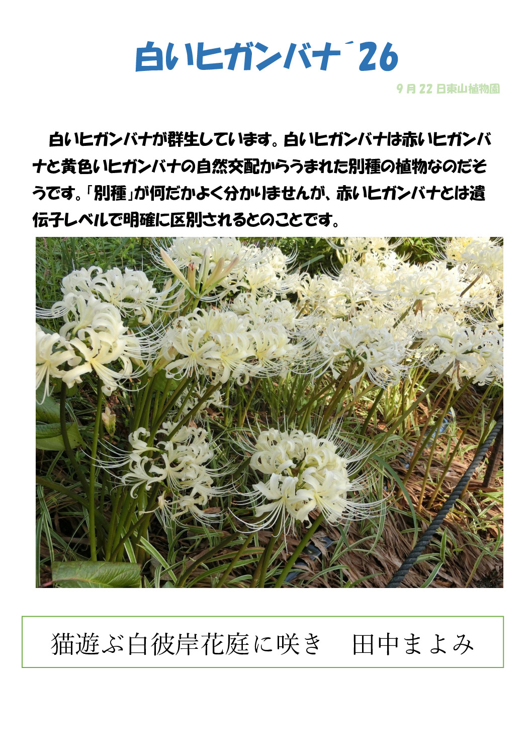 白彼岸花のサムネイル