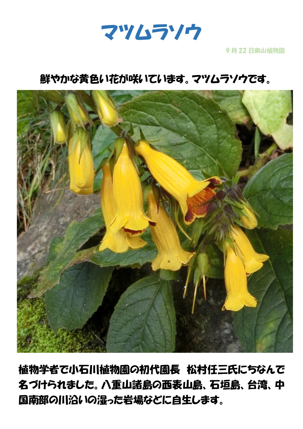 松村草のサムネイル