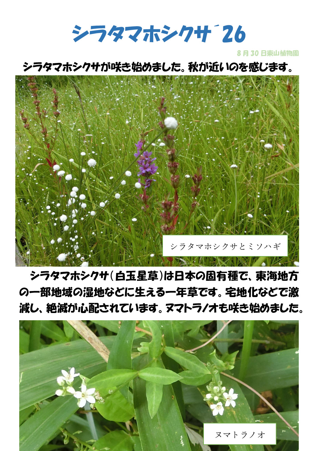 シラタマホシクサのサムネイル