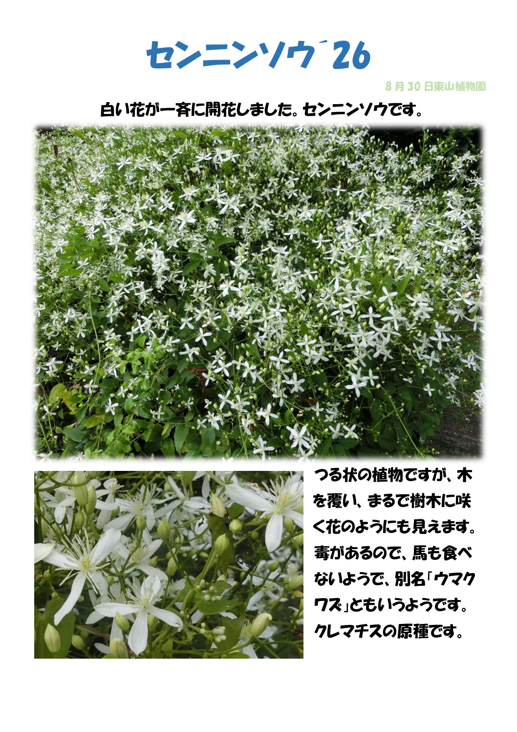 センニンソウのサムネイル