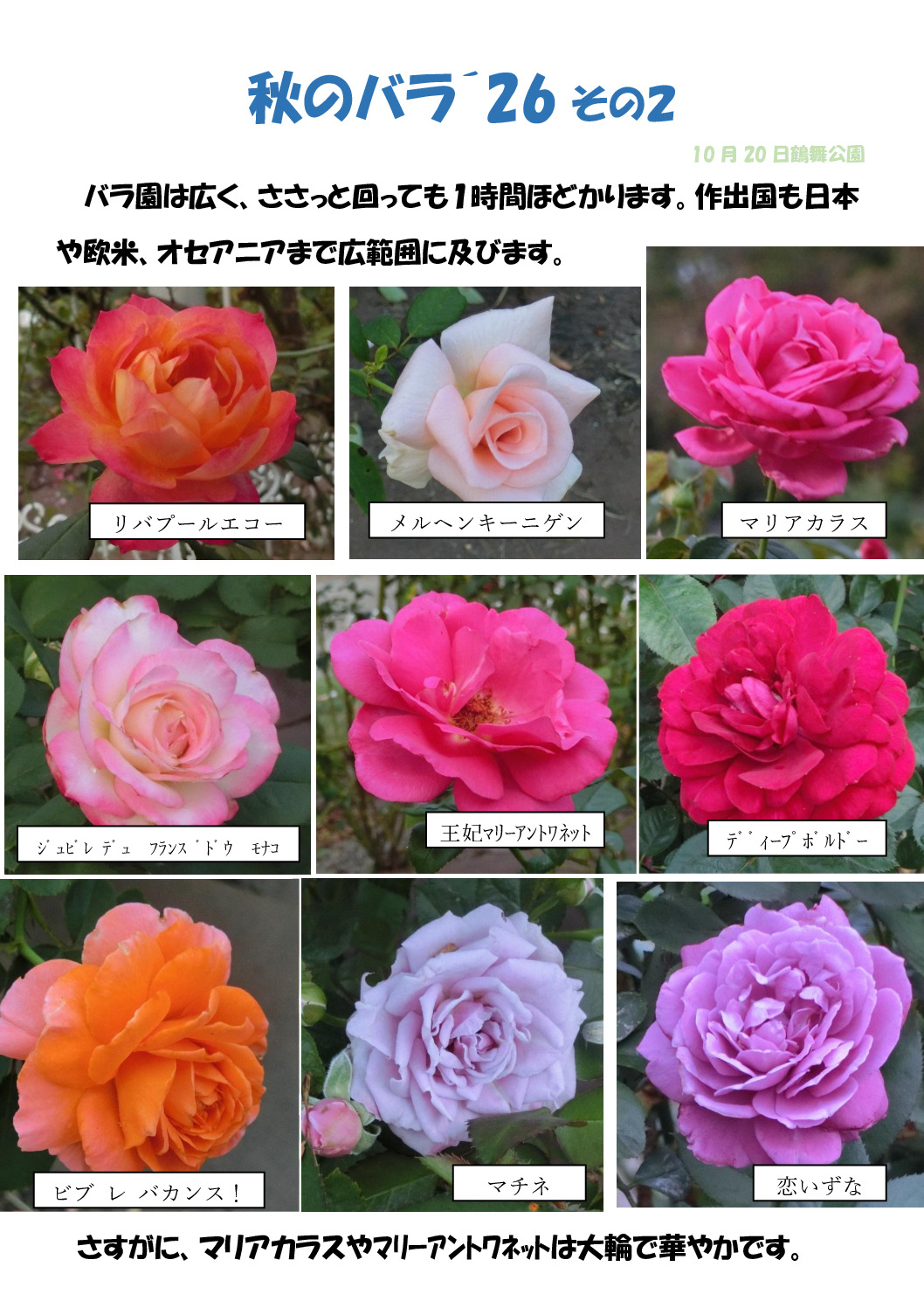 秋のバラ´26その２のサムネイル