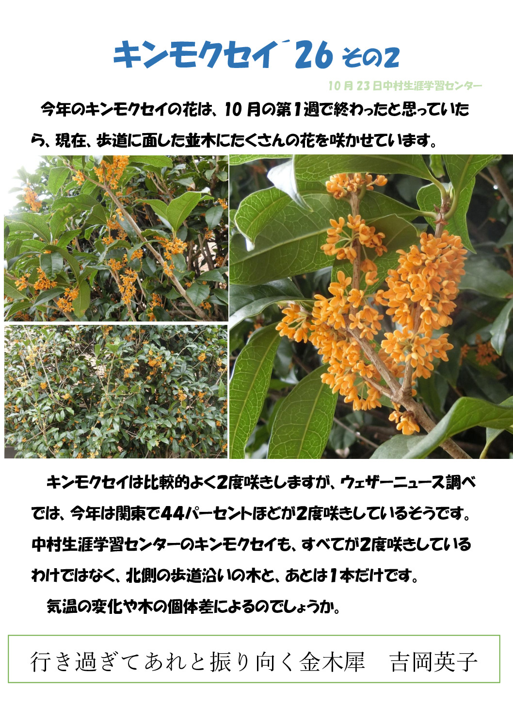 キンモクセイ2のサムネイル