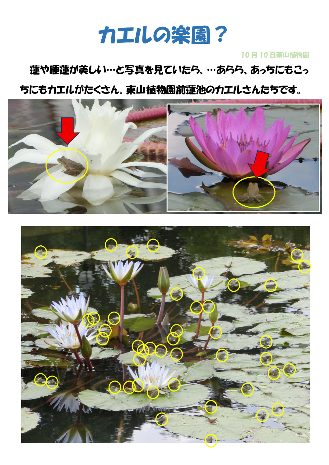 カエルのサムネイル