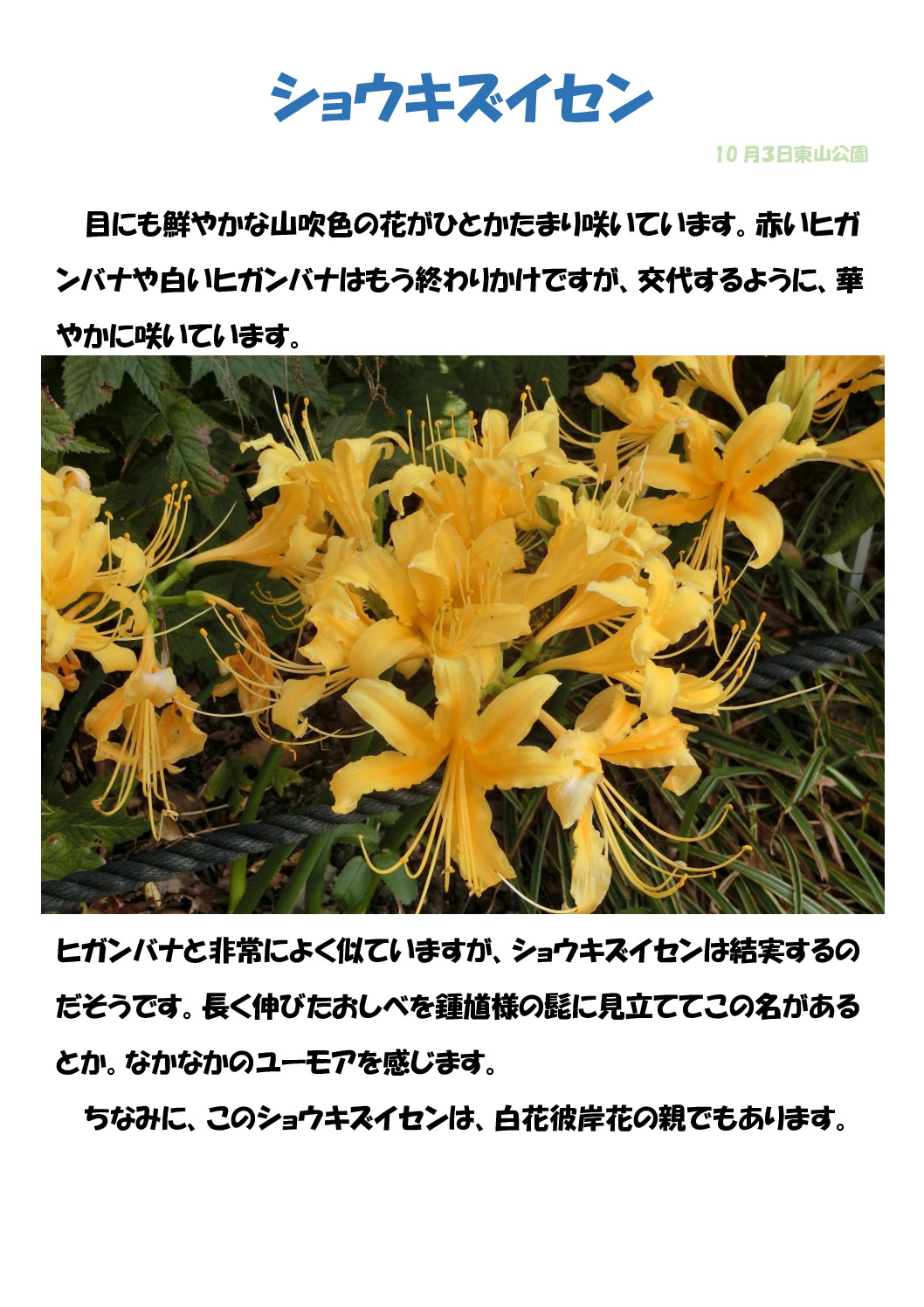 ショウキズイセンのサムネイル
