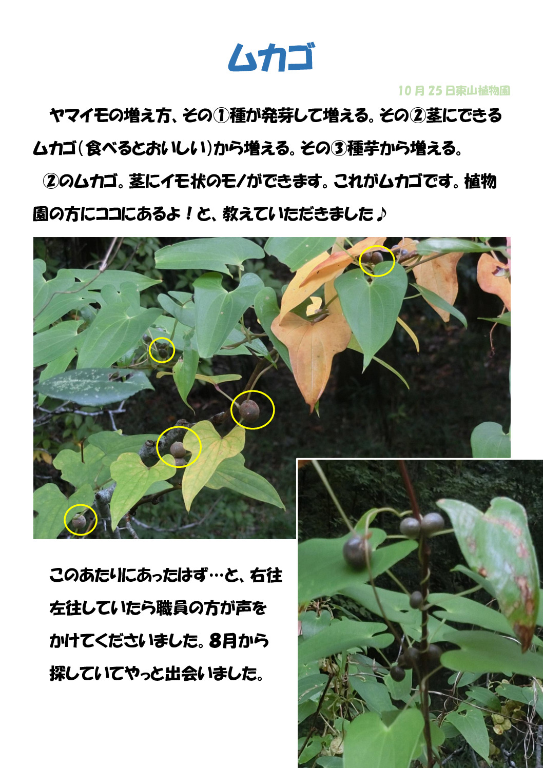 ムカゴのサムネイル