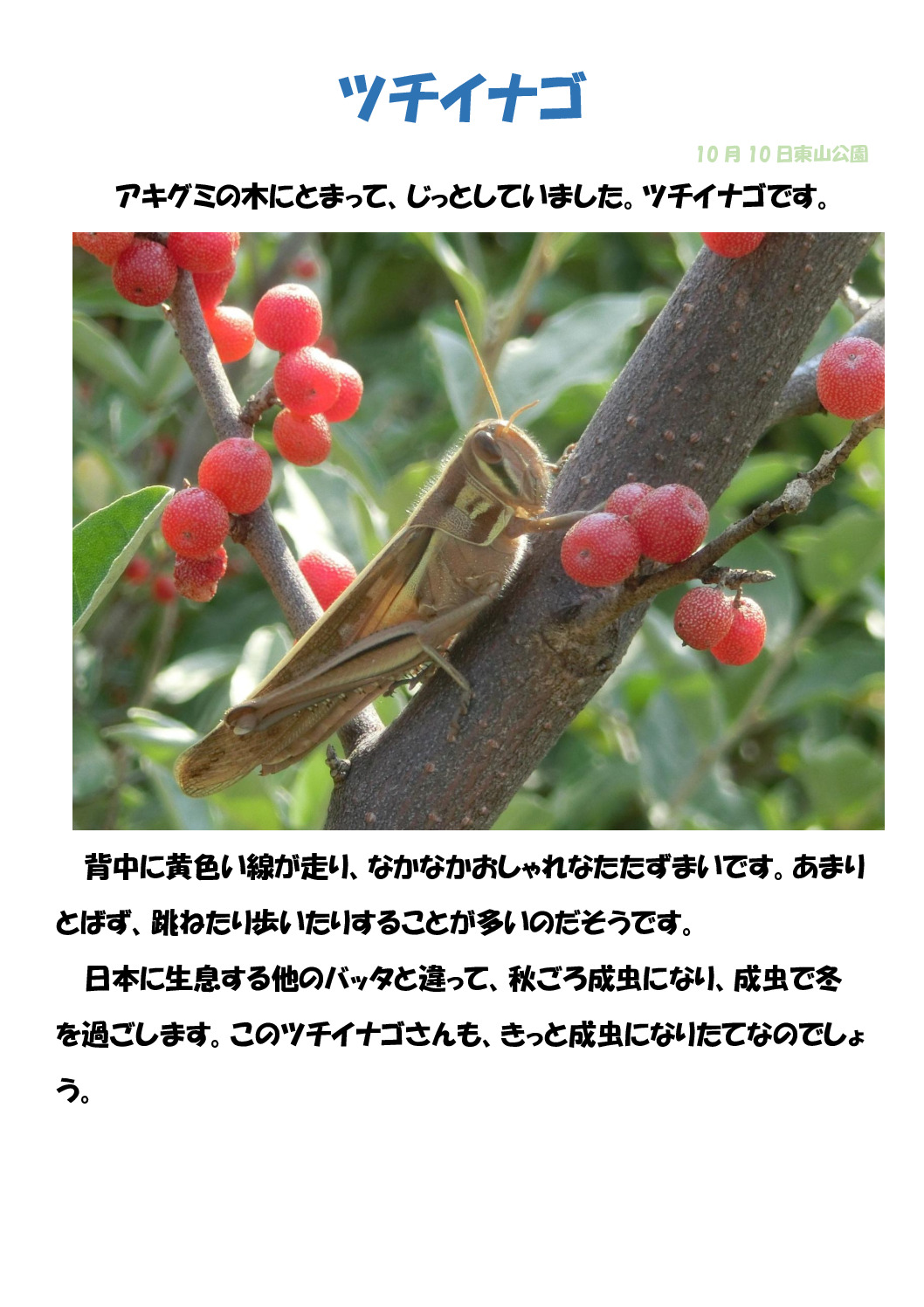 ツチバッタのサムネイル