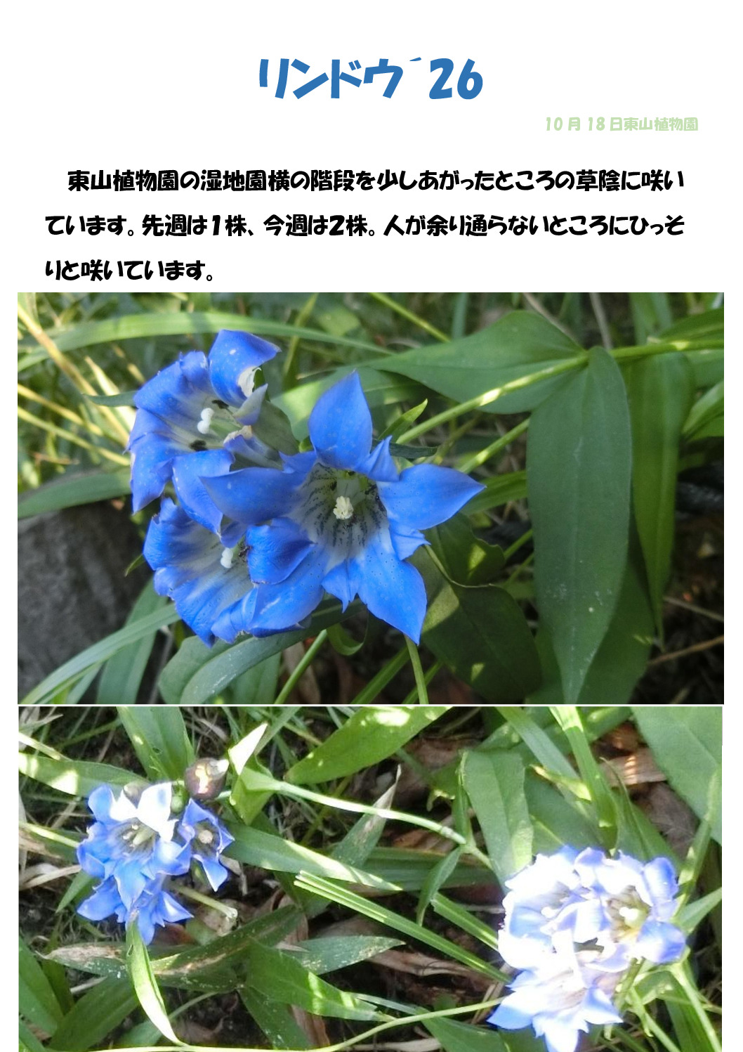 リンドウのサムネイル