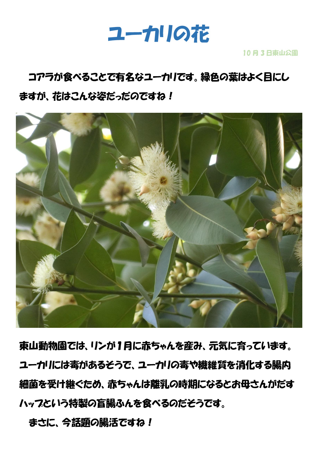 ユーカリの花のサムネイル