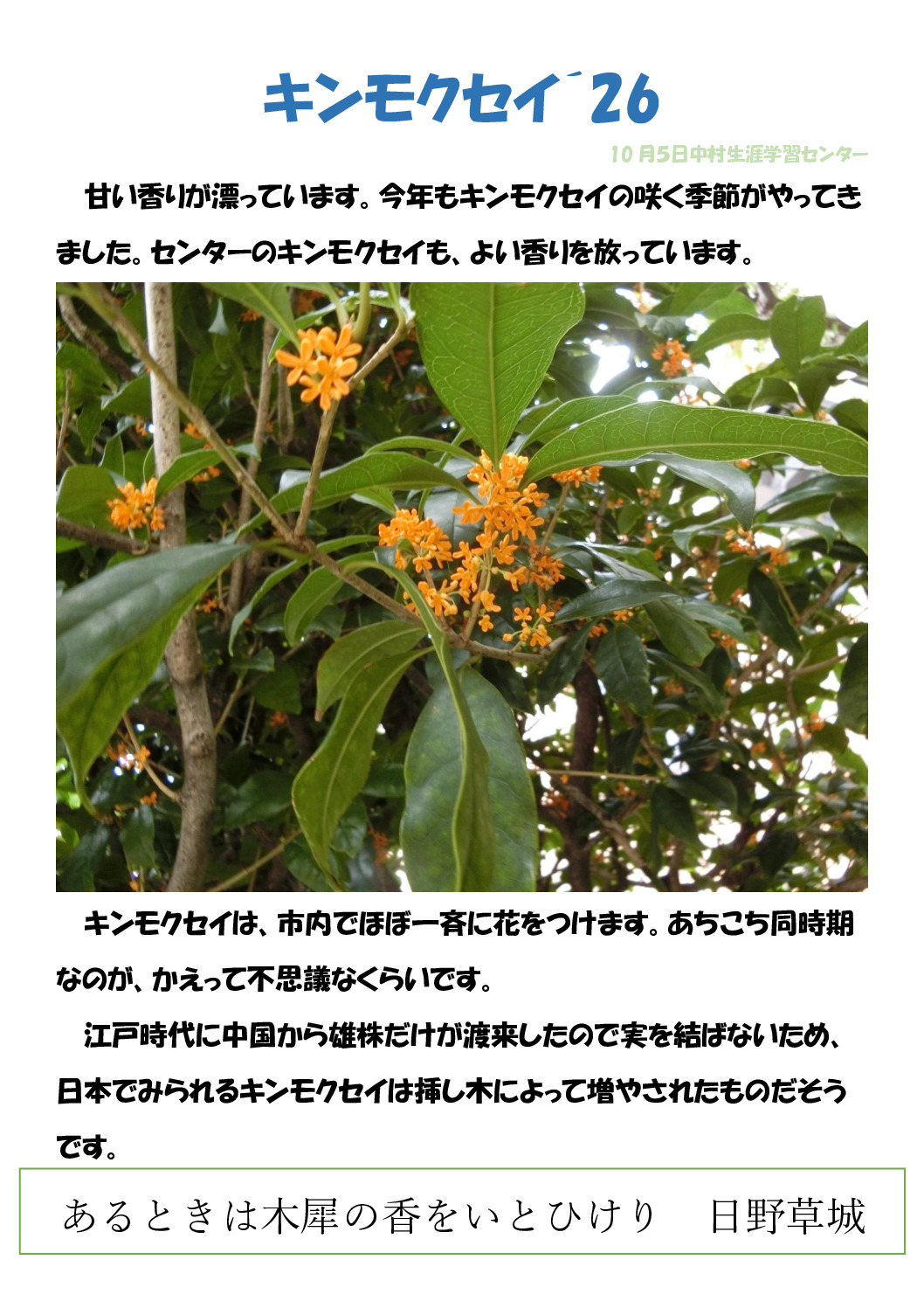 キンモクセイのサムネイル