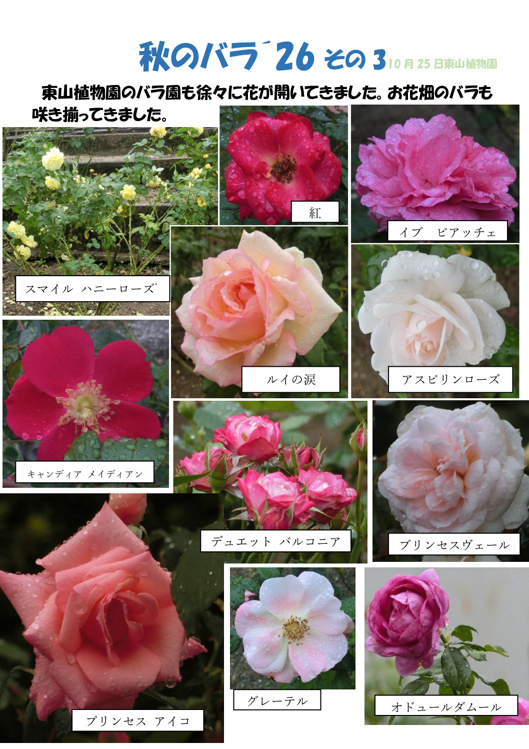 秋のバラ´26その3のサムネイル